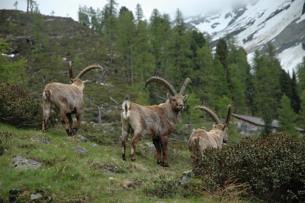 Haus Gfall Kaunertal Dış mekan fotoğraf